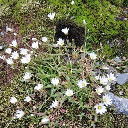 vanlig fjällarv Cerastium alpinum subsp. alpinum