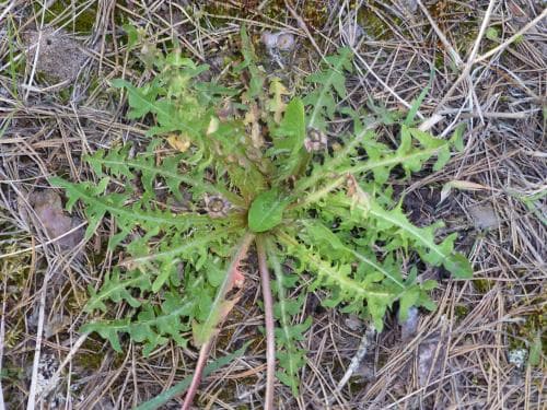 kvigmaskros Taraxacum lacinulatum