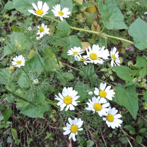 kamomillkulla Anthemis cotula