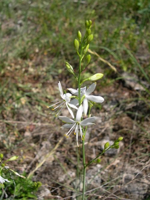 liten sandlilja Anthericum ramosum