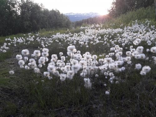 vanlig polarull Eriophorum scheuchzeri subsp. scheuchzeri