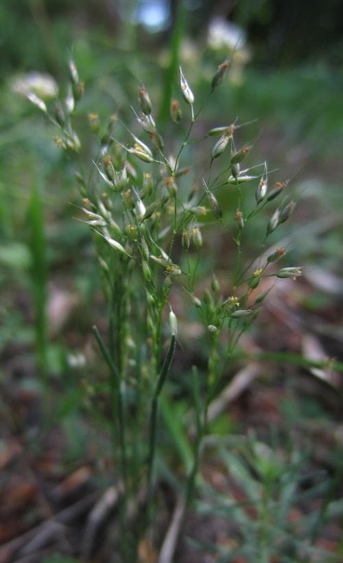vittåtel Aira caryophyllea subsp. caryophyllea