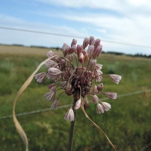 backlök Allium oleraceum