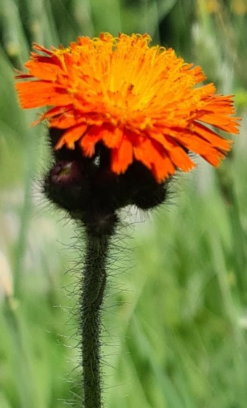 rödfibbla Pilosella aurantiaca subsp. aurantiaca