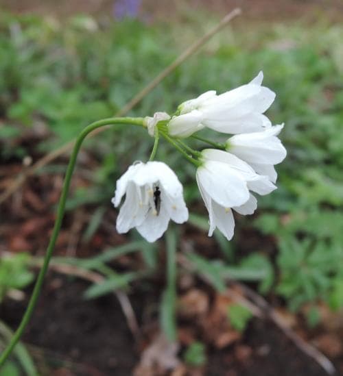majlök Allium zebdanense