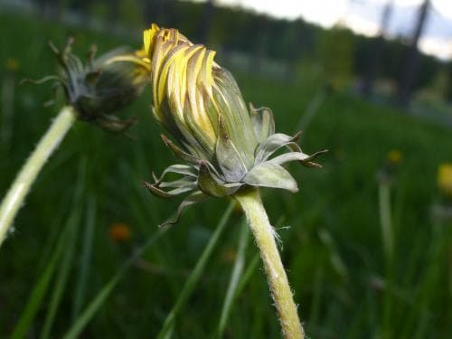 dolkmaskros Taraxacum copidophyllum