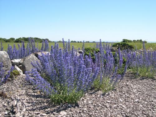 blåeld Echium vulgare