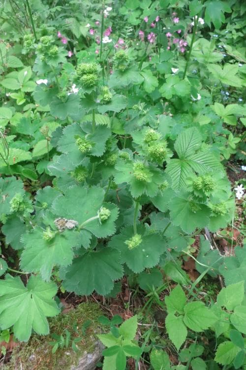praktdaggkåpa Alchemilla speciosa