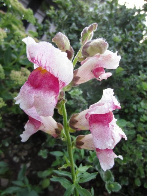 lejongap Antirrhinum majus