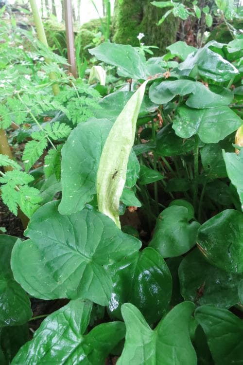 fläckig munkhätta Arum maculatum