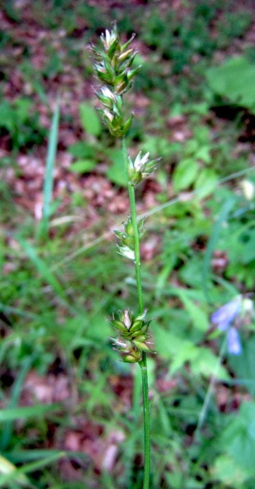 långstarr Carex divulsa subsp. leersii