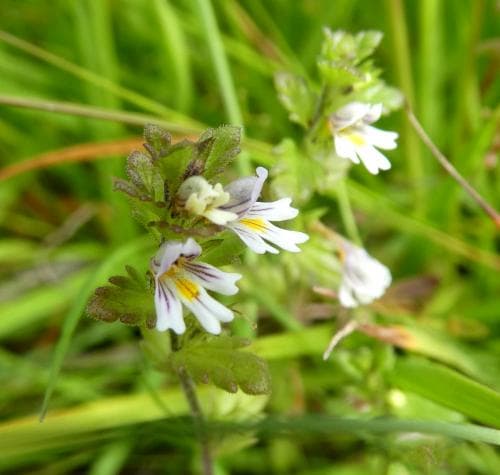 klapperögontröst Euphrasia wettsteinii var. botniensium