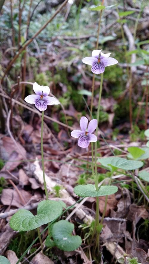 kärrviol Viola palustris