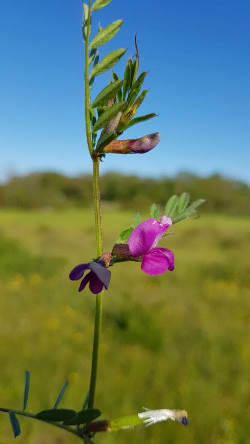 stor sommarvicker Vicia sativa subsp. segetalis