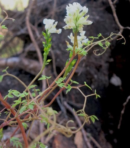 klängnunneört Ceratocapnos claviculata