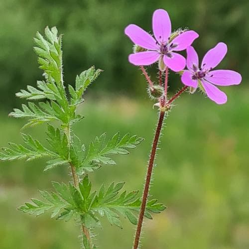 skatnäva Erodium cicutarium