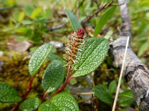 nätvide Salix reticulata