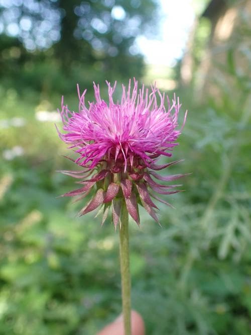 olymptistel Carduus nutans subsp. leiophyllus