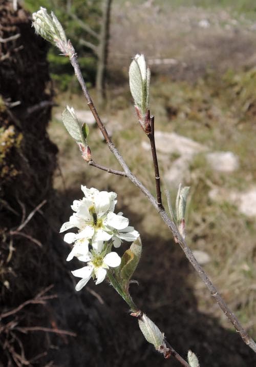 häggmispel Amelanchier spicata