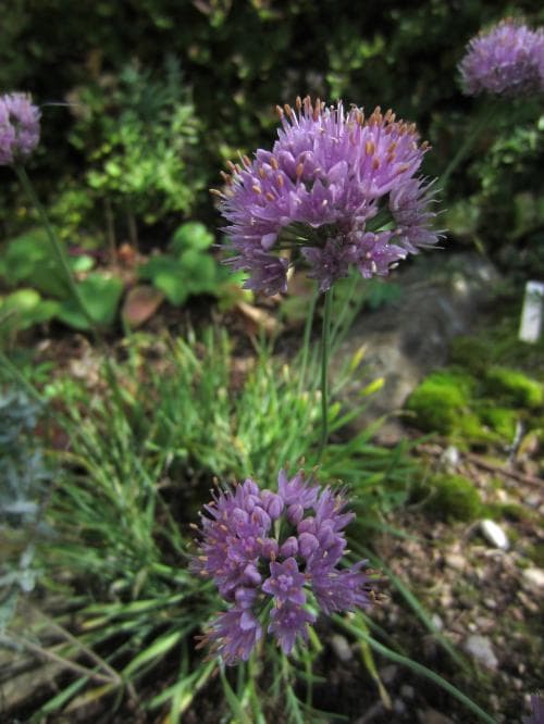 kantlök Allium lusitanicum