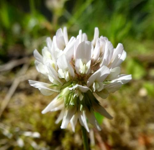 vitklöver Trifolium repens