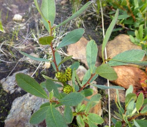 pors Myrica gale