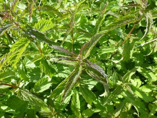 fjällnässla Urtica dioica subsp. sondenii