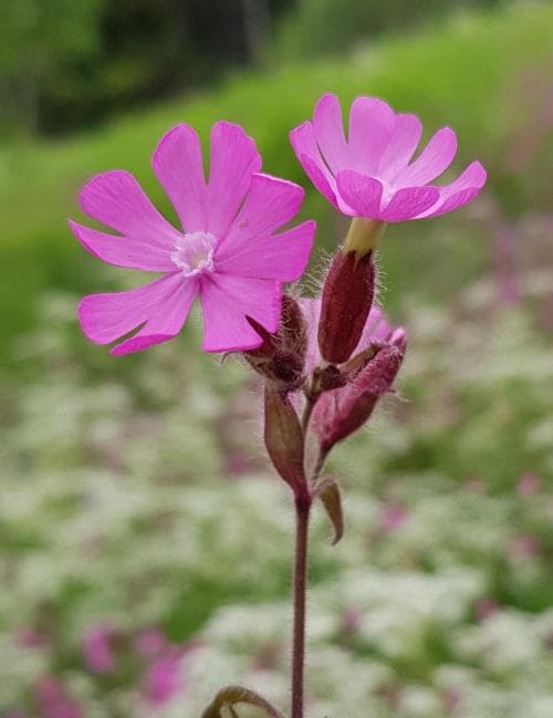 vanlig rödblära Silene dioica var. dioica