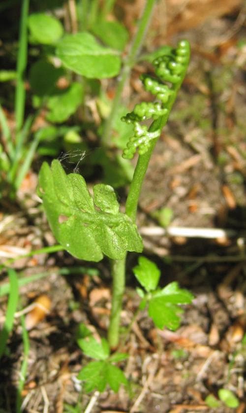 vanlig månlåsbräken Botrychium lunaria var. lunaria