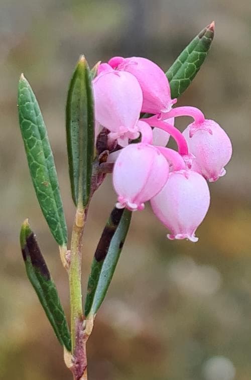 rosling Andromeda polifolia
