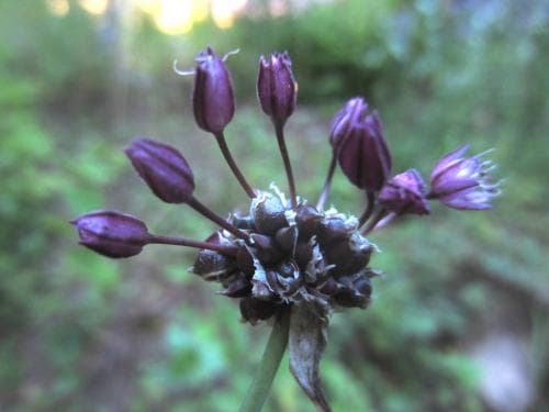 skogslök Allium scorodoprasum