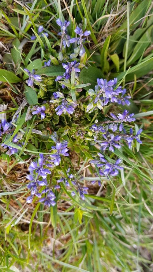 rosettjungfrulin Polygala amarella