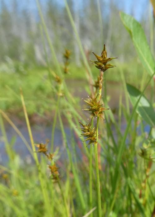 stjärnstarr Carex echinata