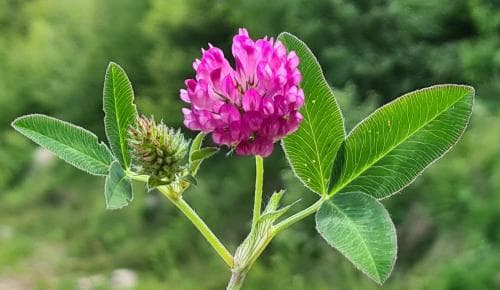 skogsklöver Trifolium medium