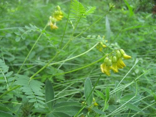 smällvedel Astragalus penduliflorus