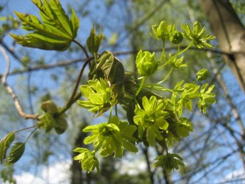 skogslönn Acer platanoides