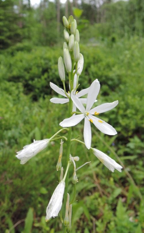 stor sandlilja Anthericum liliago
