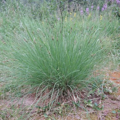 styltstarr Carex nigra subsp. juncella