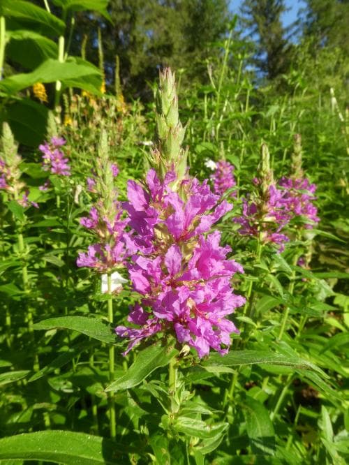 fackelblomster Lythrum salicaria