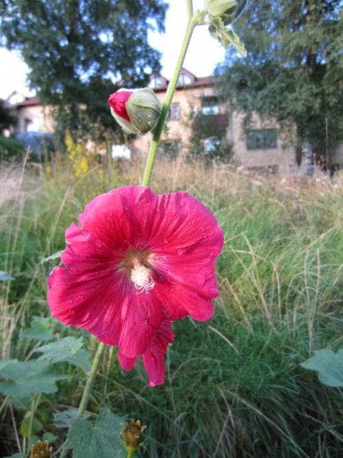 stockros Alcea rosea