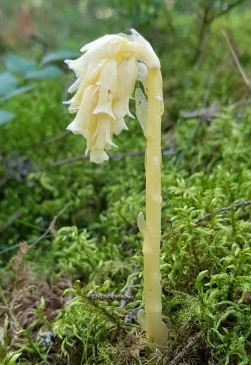 vanlig tallört Monotropa hypopitys