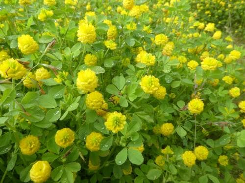 jordklöver Trifolium campestre