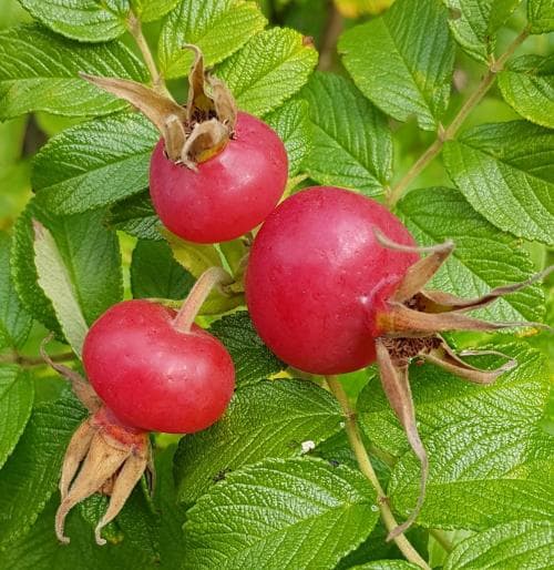 vresros Rosa rugosa