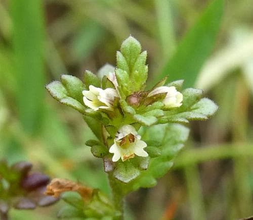 strandögontröst Euphrasia bottnica