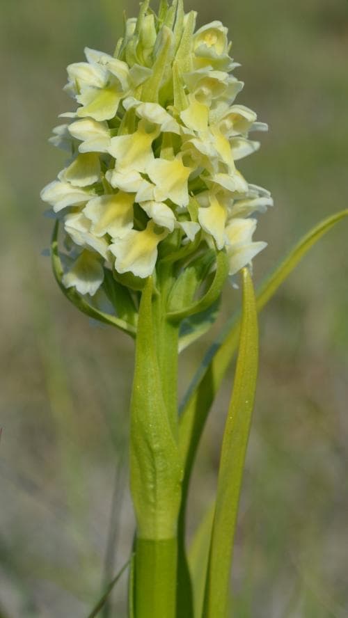 vaxnycklar Dactylorhiza incarnata var. ochroleuca