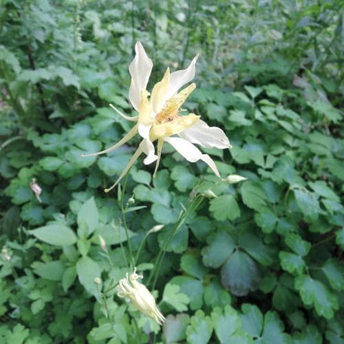 guldakleja Aquilegia chrysantha