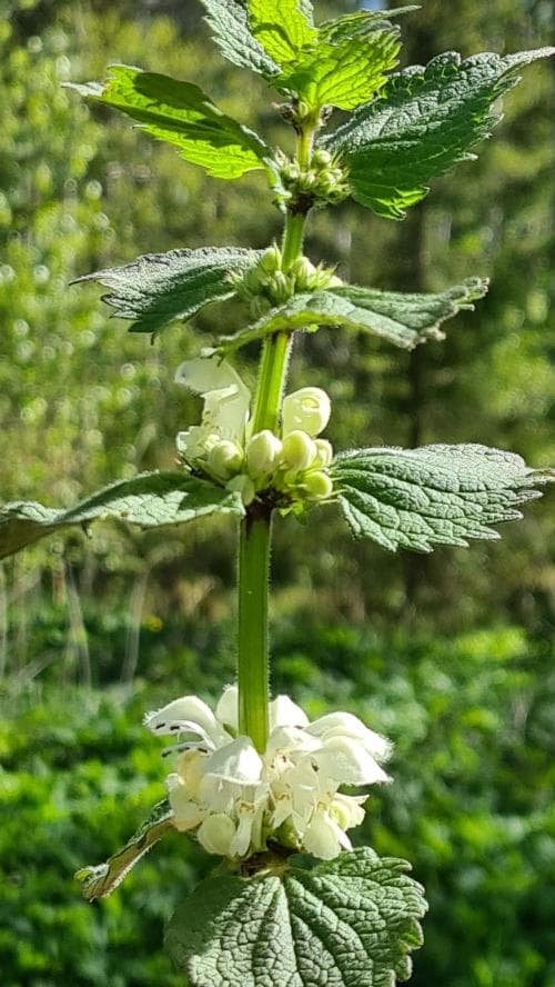 vitplister Lamium album