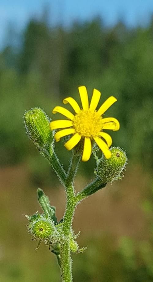 klibbkorsört Senecio viscosus