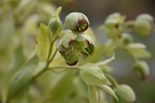 klockjulros Helleborus foetidus