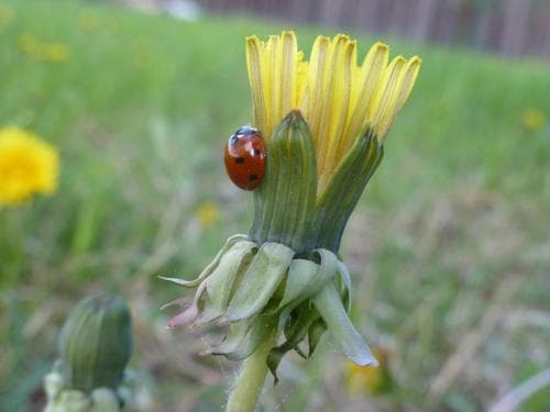 vallmaskros Taraxacum retroflexum